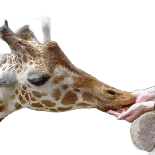 animal, creature, weapon, shoes transparent PNG cut-out