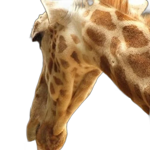 animal, creature, face, mask transparent PNG cut-out