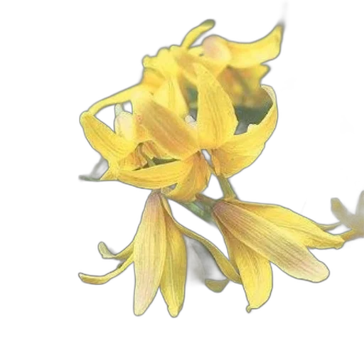 flower, crown, jewelry, staff transparent PNG cut-out