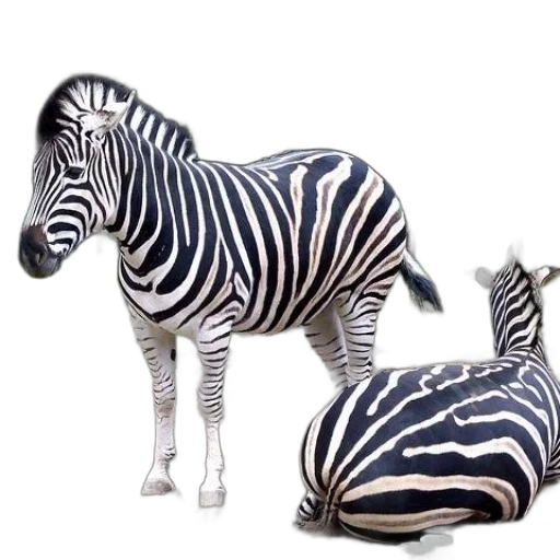 animal, creature, furniture, 3d render transparent PNG cut-out