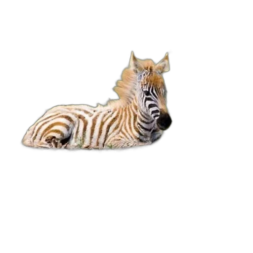 animal, creature, shoes, jewelry transparent PNG cut-out