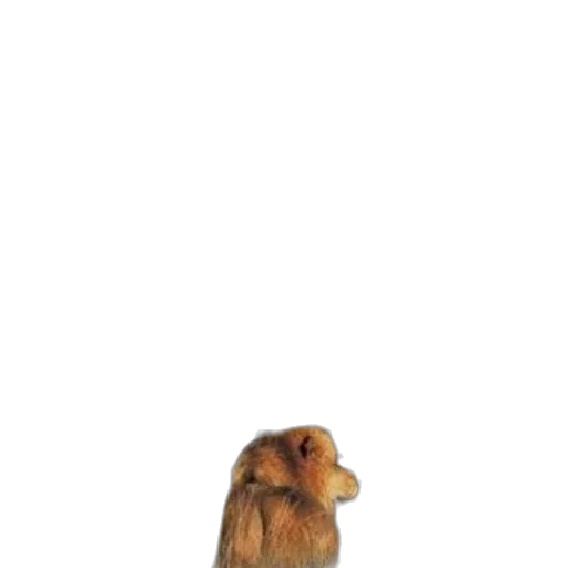 animal, creature, staff, hair transparent PNG cut-out