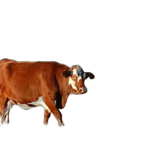 animal, creature, food, jewelry transparent PNG cut-out