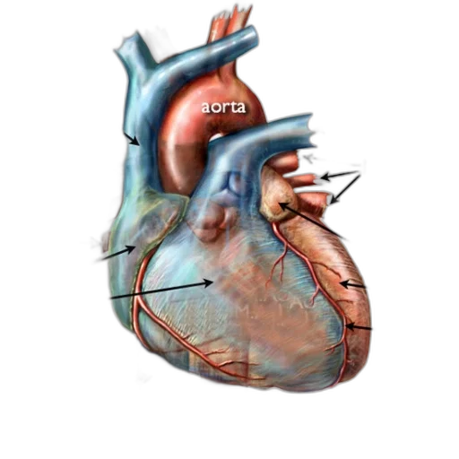 concept art, 3d render, anatomical, diagram transparent PNG cut-out