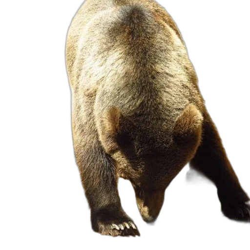 animal, creature, staff, face transparent PNG cut-out