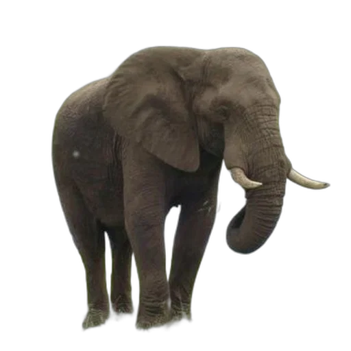 animal, creature, staff, weapon transparent PNG cut-out