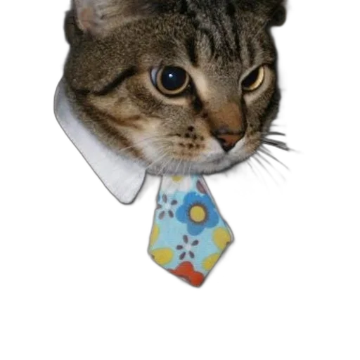 staff, hat, jewelry, animal transparent PNG cut-out