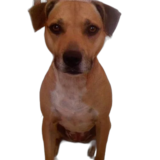 staff, animal, creature, face transparent PNG cut-out