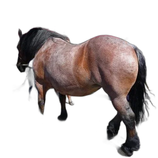 animal, hair, creature, dragon transparent PNG cut-out