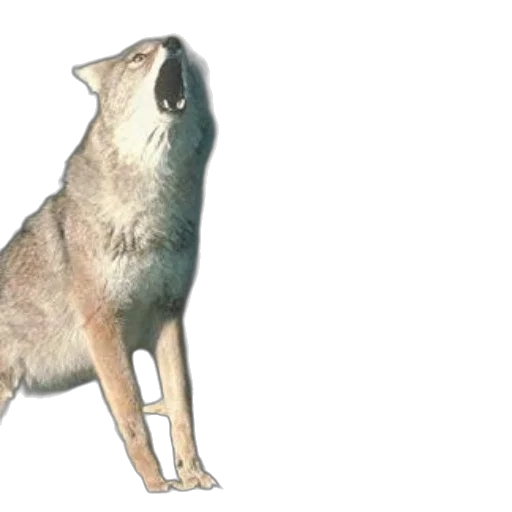 animal, creature, staff, 3d render transparent PNG cut-out