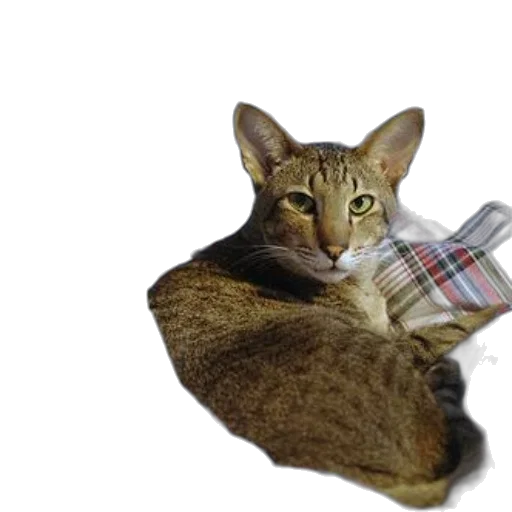 animal, creature, shoes, hat transparent PNG cut-out