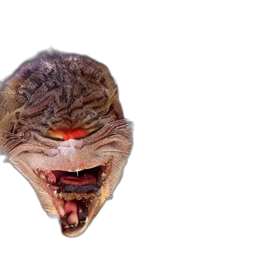 creature, mask, animal, face transparent PNG cut-out