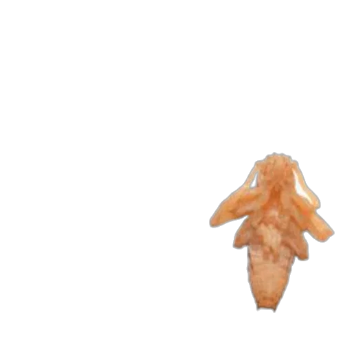 food, animal, dragon, hair transparent PNG cut-out
