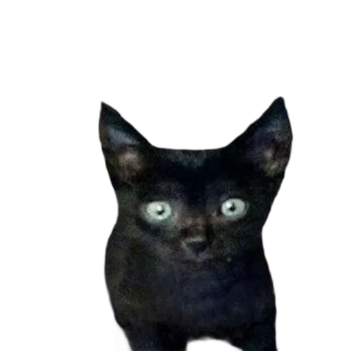 creature, animal, staff, face transparent PNG cut-out