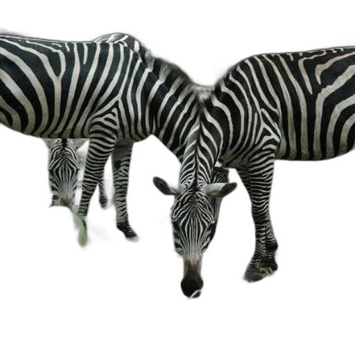 animal, creature, jewelry, 3d render transparent PNG cut-out