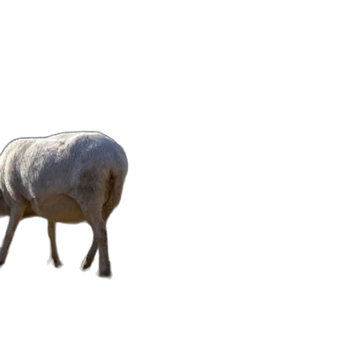 animal, creature, weapon, food transparent PNG cut-out