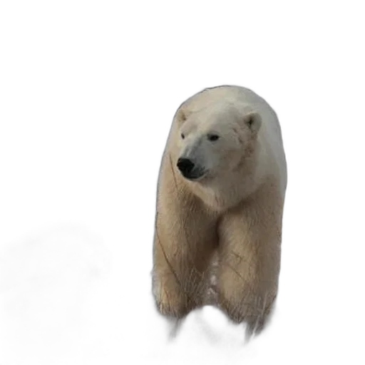 animal, creature, face, staff transparent PNG cut-out