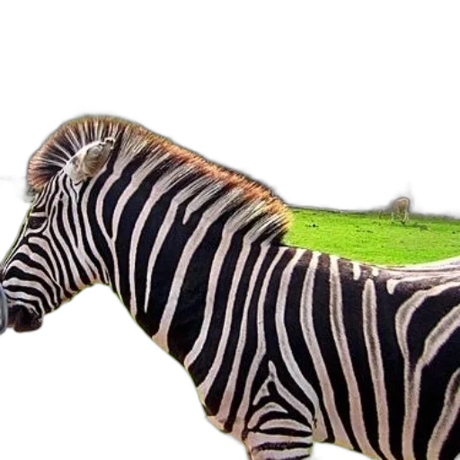 animal, creature, hat, car transparent PNG cut-out