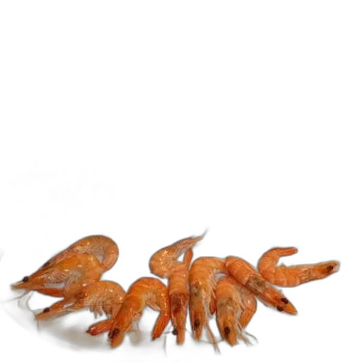 animal, creature, crown, food transparent PNG cut-out