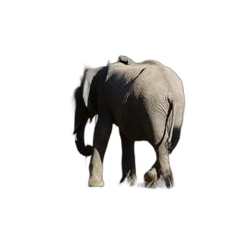 animal, creature, staff, hat transparent PNG cut-out
