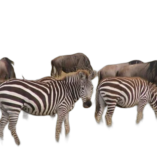 animal, furniture, creature, 3d render transparent PNG cut-out