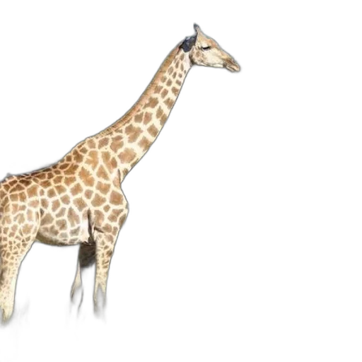 animal, creature, staff, weapon transparent PNG cut-out