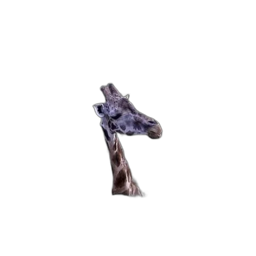 animal, shoes, umbrella, hat transparent PNG cut-out