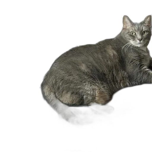 animal, creature, weapon, furniture transparent PNG cut-out