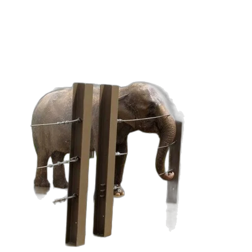 animal, furniture, creature, weapon transparent PNG cut-out