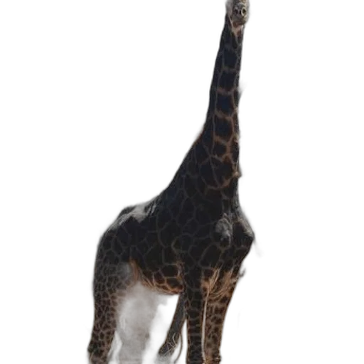 animal, creature, staff, dragon transparent PNG cut-out