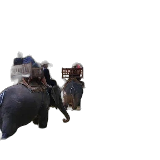 animal, hat, crown, mask transparent PNG cut-out