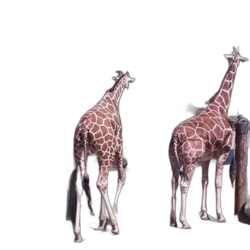 animal, 3d render, concept art, photorealistic transparent PNG cut-out