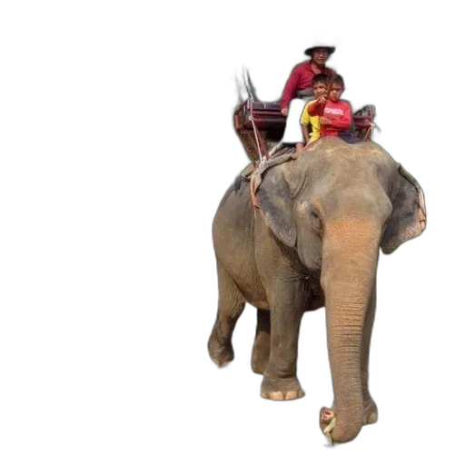 animal, hat, creature, crown transparent PNG cut-out