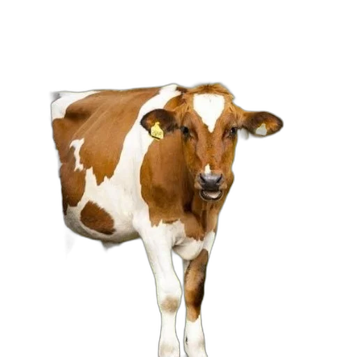 animal, food, jewelry, face transparent PNG cut-out