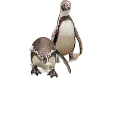 animal, creature, robot, staff transparent PNG cut-out