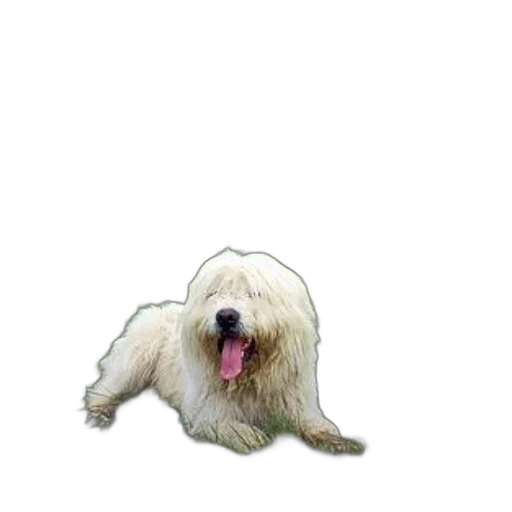 animal, creature, hair, staff transparent PNG cut-out