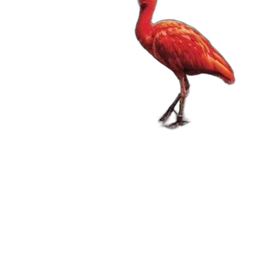 animal, creature, dragon, hat transparent PNG cut-out