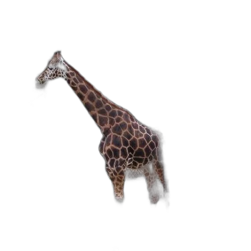 animal, creature, staff, hat transparent PNG cut-out