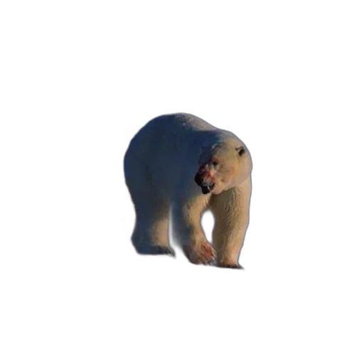 animal, creature, face, staff transparent PNG cut-out