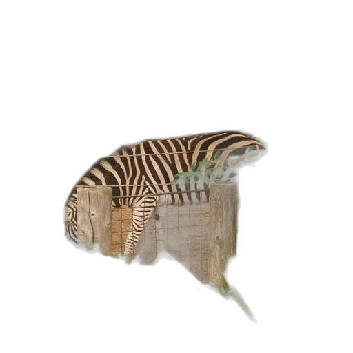 hat, animal, creature, hair transparent PNG cut-out