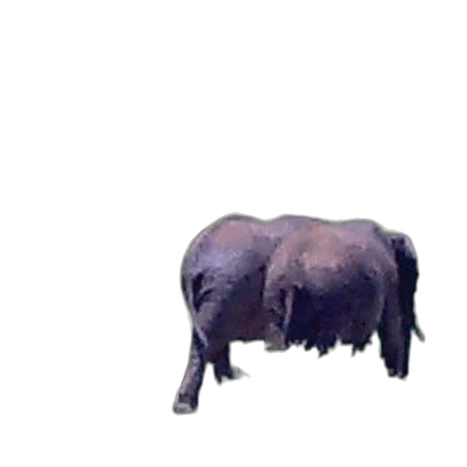 animal, creature, furniture, staff transparent PNG cut-out