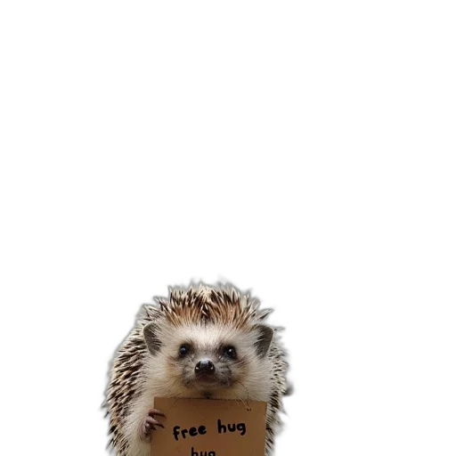 animal, creature, hat, dress transparent PNG cut-out