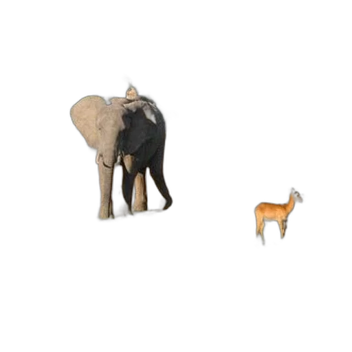 animal, creature, furniture, umbrella transparent PNG cut-out