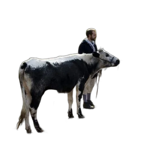 animal, creature, staff, jacket transparent PNG cut-out
