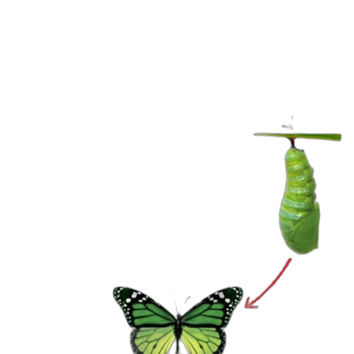 animal, jewelry, staff, umbrella transparent PNG cut-out