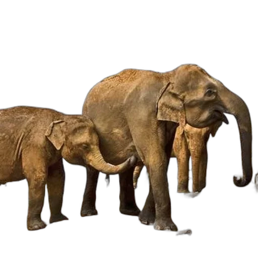 animal, concept art, 3d render, photorealistic transparent PNG cut-out