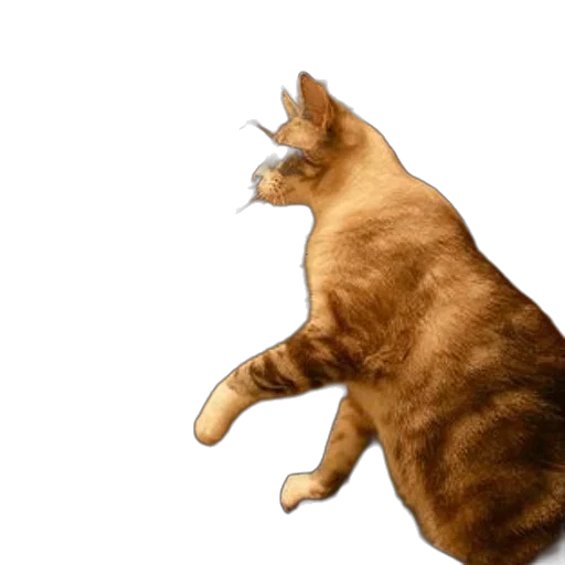 animal, staff, creature, food transparent PNG cut-out