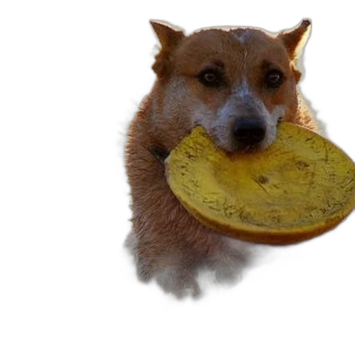 food, animal, creature, hat transparent PNG cut-out