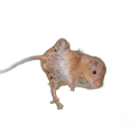 animal, staff, creature, hat transparent PNG cut-out