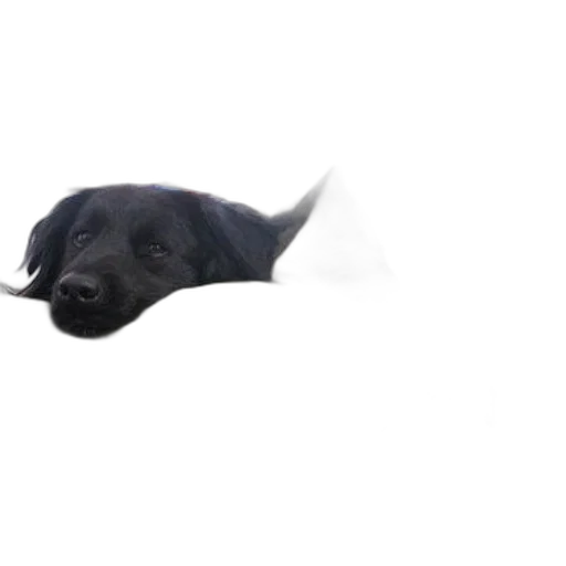 animal, creature, staff, hat transparent PNG cut-out